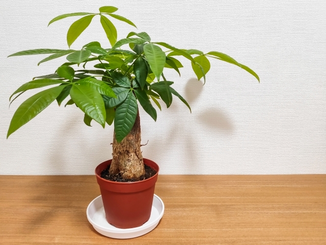 おすすめの観葉植物、パキラ