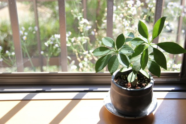 おすすめの観葉植物、カポック