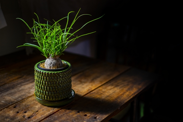 おすすめの観葉植物、トックリラン