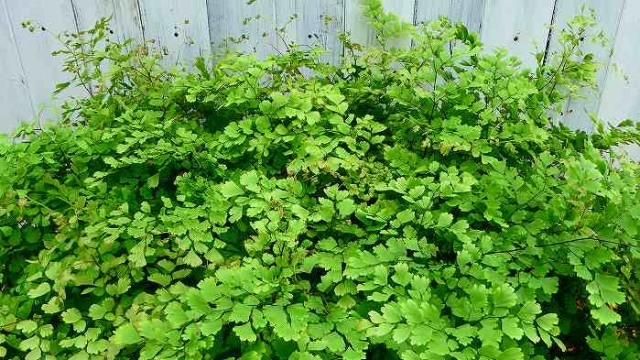 おすすめの観葉植物、アジアンタム