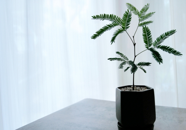 おすすめの観葉植物、エバーフレッシュ