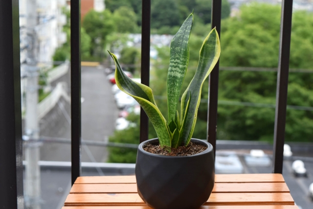 おすすめの観葉植物、サンスベリア